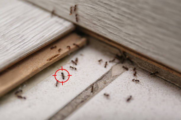 Best Termite Control Services  in Clayton, AL